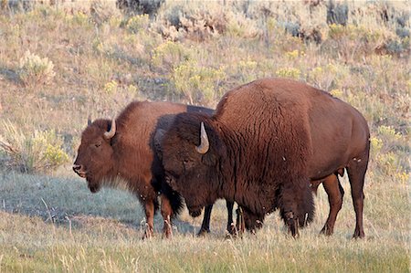 simsearch:841-06342491,k - Bison (Bison bison) bull and cow, Yellowstone National Park, Wyoming, United States of America, North America Stock Photo - Rights-Managed, Code: 841-06342572