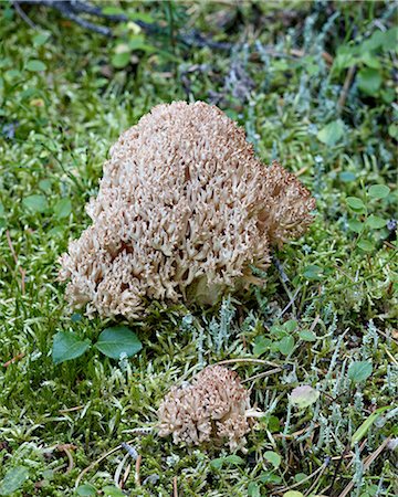 Cauliflower coral (Ramaria botrytis), Yoho National Park, British Columbia, Canada, North America Stock Photo - Rights-Managed, Code: 841-06342587