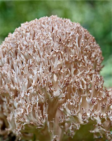 parco nazionale di yoho - Cauliflower coral (Ramaria botrytis), Yoho National Park, British Columbia, Canada, North America Fotografie stock - Rights-Managed, Codice: 841-06342588