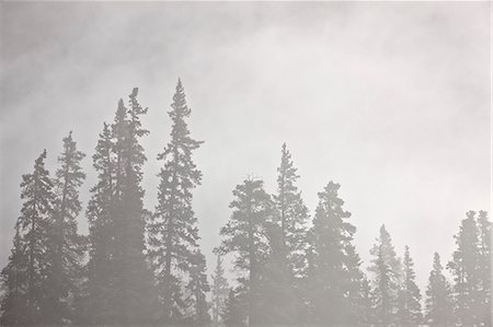 Evergreens, umgeben von Nebel, Jasper Nationalpark, UNESCO World Heritage Site, Alberta, Kanada, Nordamerika Stockbilder - Lizenzpflichtiges, Bildnummer: 841-06342593