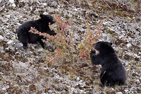 parque nacional de jasper - Black bear (Ursus americanus) cubs eating Canadian gooseberry berries, Jasper National Park, Alberta, Canada, North America Foto de stock - Con derechos protegidos, Código: 841-06342610