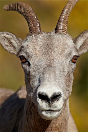simsearch:841-06342533,k - Bighorn sheep (Ovis canadensis) ewe, Parc Provincial Peter Lougheed, Kananaskis Country, Alberta, Canada, Amérique du Nord Photographie de stock - Rights-Managed, Code: 841-06342624