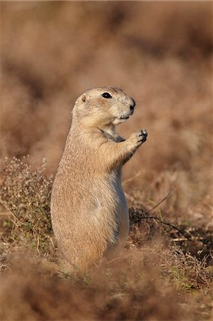 Blacktail prairie dog (Cynomys ludovicianus), Theodore Roosevelt National Park, North Dakota, United States of America, North America Stock Photo - Rights-Managed, Code: 841-06342637