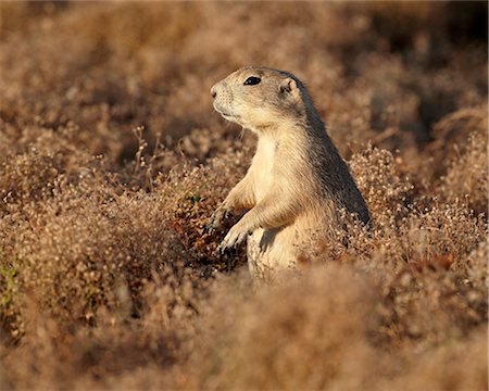 Blacktail prairie dog (Cynomys ludovicianus), Theodore Roosevelt National Park, North Dakota, United States of America, North America Stock Photo - Rights-Managed, Code: 841-06342639