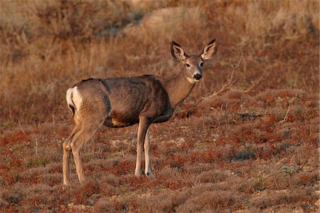 Mule deer (Odocoileus hemionus) doe, Theodore Roosevelt National Park, North Dakota, United States of America, North America Stock Photo - Rights-Managed, Code: 841-06342641