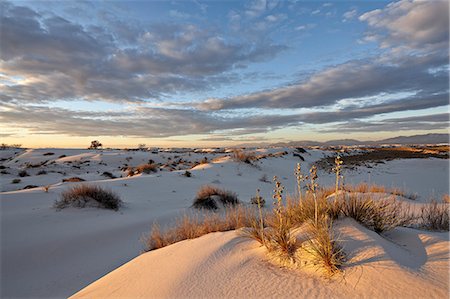 Tout d'abord la lumière sur un cluster d'yucca parmi le dunes, White Sands National Monument, au Nouveau-Mexique, États-Unis d'Amérique, l'Amérique du Nord Photographie de stock - Rights-Managed, Code: 841-06342656