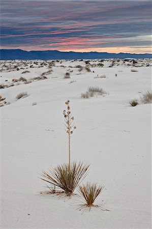 Yucca on the dunes at sunrise, White Sands National Monument, New Mexico, United States of America, North America Stock Photo - Rights-Managed, Code: 841-06342657