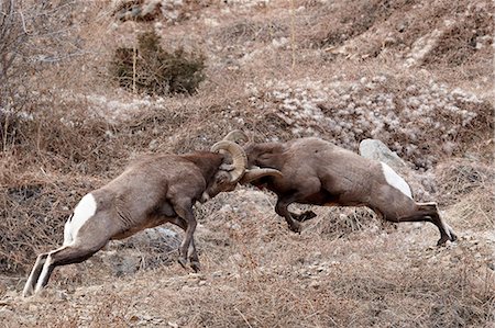 Two bighorn sheep (Ovis canadensis) rams head butting, Clear Creek County, Colorado, United States of America, North America Stock Photo - Rights-Managed, Code: 841-06342651