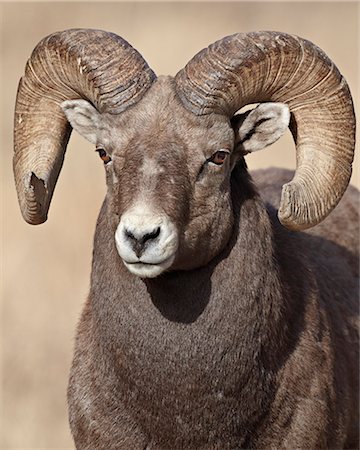 ram horns frontal view - Bighorn sheep (Ovis canadensis) ram, Clear Creek County, Colorado, United States of America, North America Stock Photo - Rights-Managed, Code: 841-06342652