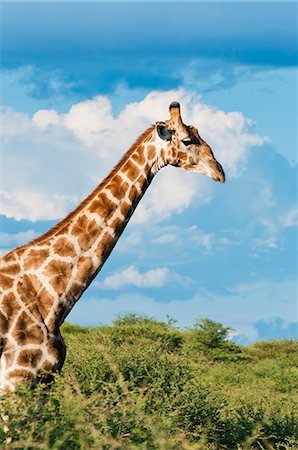 Giraffe (Giraffa camelopardalis), Namibia, Africa Stock Photo - Rights-Managed, Code: 841-06342674