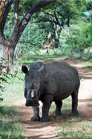 rinoceronte - White rhinoceros (Ceratotherium simum), Namibia, Africa Foto de stock - Con derechos protegidos, Código: 841-06342672