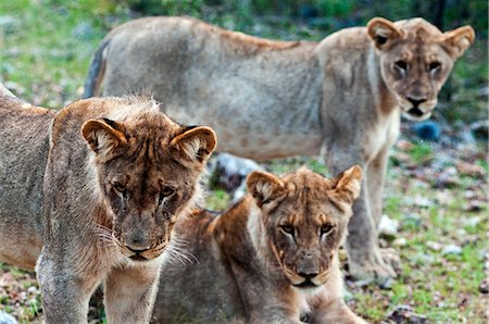 Young lions (Panthera leo), Namibia, Africa Stock Photo - Rights-Managed, Code: 841-06342684