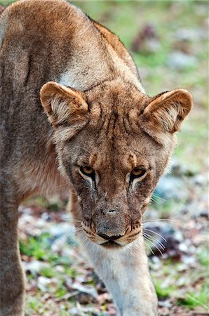 Young lion (Panthera leo), Namibia, Africa Stock Photo - Rights-Managed, Code: 841-06342683