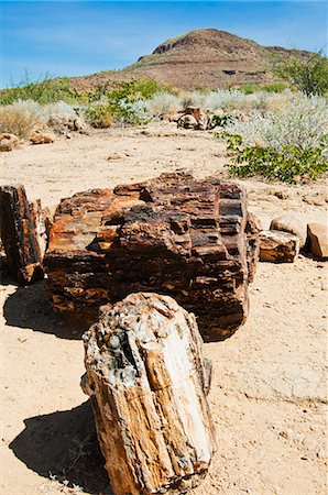damaraland - Close-up of fossilised tree trunks, Petrified Forest, Damaraland, Kunene Region, Namibia, Africa Stock Photo - Rights-Managed, Code: 841-06342707