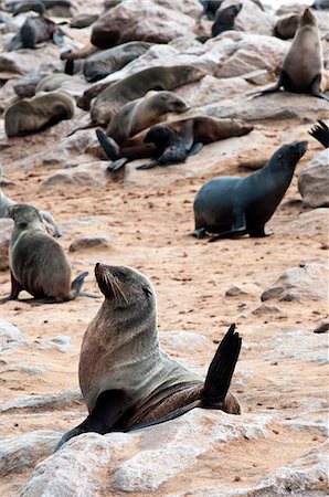 phoque crâbier - Cape Fur seals (Arctocephalus pusillus), Cape Cross, Skeleton Coast, Kaokoland, Kunene Region, Namibia, Africa Foto de stock - Con derechos protegidos, Código: 841-06342734