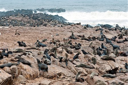 Cape Fur seals (Arctocephalus pusillus), Cape Cross, Skeleton Coast, Kaokoland, Kunene Region, Namibia, Africa Foto de stock - Con derechos protegidos, Código: 841-06342737