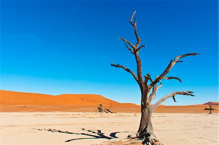 dying tree - Sossusvlei, Namib Desert, Namib Naukluft Park, Namibia, Africa Foto de stock - Con derechos protegidos, Código: 841-06342754