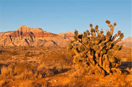 Red Rock Canyon outside Las Vegas, Nevada, United States of America, North America Stock Photo - Rights-Managed, Code: 841-06343328