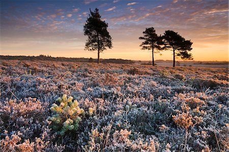 simsearch:841-06343466,k - Frost covered heathland in the New Forest National Park, Hampshire, England, United Kingdom, Europe Foto de stock - Direito Controlado, Número: 841-06343365