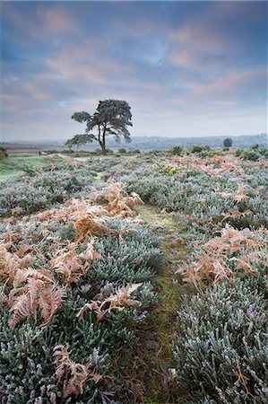 simsearch:841-06343451,k - Givre recouverts de bruyères, fougères et pine tree dans le Parc National New Forest, Hampshire, Angleterre, Royaume-Uni, Europe Photographie de stock - Rights-Managed, Code: 841-06343366