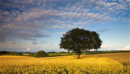 devon - Summer cropfield near Chulmleigh in mid Devon, England, United Kingdom, Europe Foto de stock - Con derechos protegidos, Código: 841-06343386