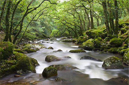 Rocky River Plym flowing through Dewerstone Wood in Dartmoor National Park, Devon, England, United Kingdom, Europe Stock Photo - Rights-Managed, Code: 841-06343395