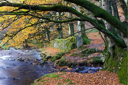 exmoor national park - Autumn scenes beside Oare Water near Robbers Bridge, Exmoor National Park, Somerset, England, United Kingdom, Europe Foto de stock - Con derechos protegidos, Código: 841-06343433