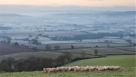 simsearch:841-07782798,k - Sheep grazing on Raddon Hill, above a sweeping winter rural landscape covered in mist and frost, Mid Devon, England, United Kingdom, Europe Stock Photo - Rights-Managed, Code: 841-06343441