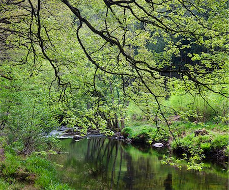 simsearch:841-06345478,k - River Teign flowing through Spring woodland near Fingle Bridge, Dartmoor National Park, Devon, England, United Kingdom, Europe Fotografie stock - Rights-Managed, Codice: 841-06343478