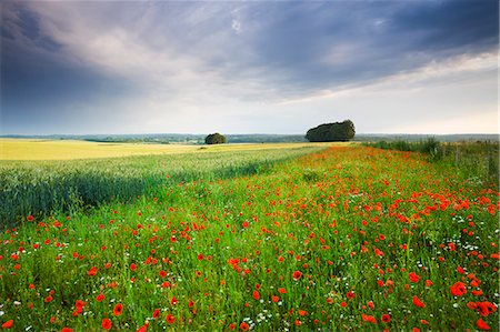 farm grass flowers - Wild poppies growing in a field near West Dean, Wiltshire, England, United Kingdom, Europe Stock Photo - Rights-Managed, Code: 841-06343495