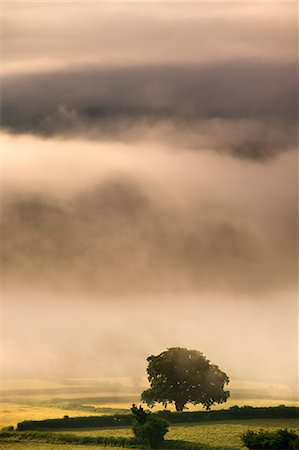 Thick mist hangs in a valley near Bwlch on a summers morning, Brecon Beacons National Park, Powys, Wales, United Kingdom, Europe Stock Photo - Rights-Managed, Code: 841-06343492