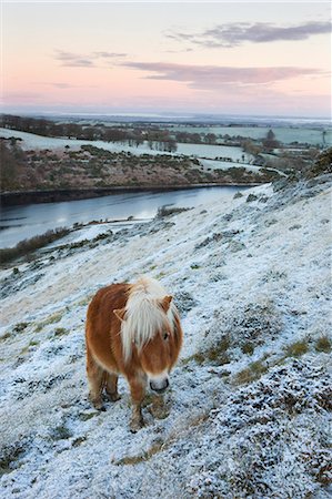 simsearch:841-06342380,k - Poney shetland pâturage sur la neige couvert de landes au-dessus de Meldon réservoir, Parc National de Dartmoor, Devon, Angleterre, Royaume-Uni, Europe Photographie de stock - Rights-Managed, Code: 841-06343568