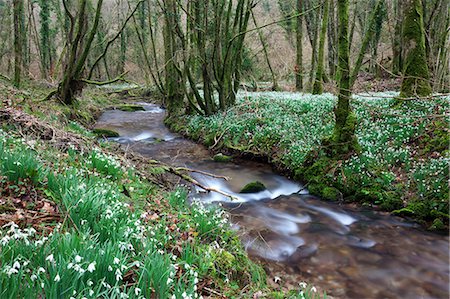Snowdrops (Galanthus) flowering in North Hawkwell Wood, also known as Snowdrop Valley, Exmoor National Park, Somerset, England, United Kingdom, Europe Stock Photo - Rights-Managed, Code: 841-06343587