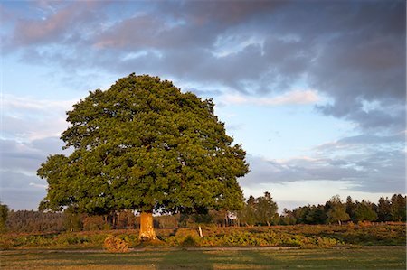eiche - Ausgereifte Eichenbaum auf der neuen Gesamtstruktur Heidelandschaft, Hampshire, England, Vereinigtes Königreich, Europa Stockbilder - Lizenzpflichtiges, Bildnummer: 841-06343597