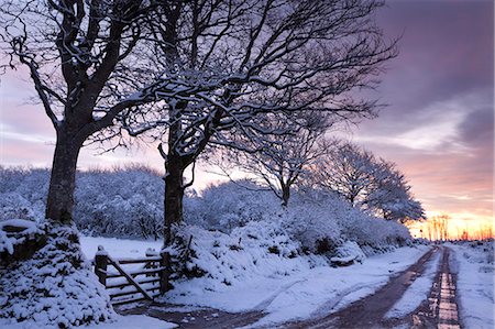 english (places and things) - Snow covered trees beside a country lane, Exmoor, Somerset, England, United Kingdom, Europe Stock Photo - Rights-Managed, Code: 841-06343618