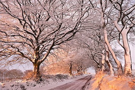 rural scene - Morning sunlight illuminates a snowy Exmoor lane, Exmoor, Somerset, England, United Kingdom, Europe Stock Photo - Rights-Managed, Code: 841-06343626