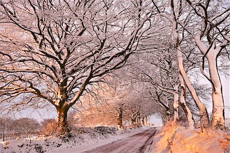 Morning sunlight illuminates a snowy Exmoor lane, Exmoor, Somerset, England, United Kingdom, Europe Foto de stock - Con derechos protegidos, Código: 841-06343626