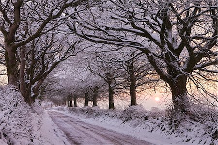 Bäumen gesäumten Feldweg beladen mit Schnee, Exmoor, Somerset, England, Vereinigtes Königreich, Europa Stockbilder - Lizenzpflichtiges, Bildnummer: 841-06343623