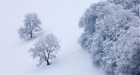 enneigement - Snow covered arbres dans The Punchbowl, Parc National d'Exmoor, Somerset, Angleterre, Royaume-Uni, Europe Photographie de stock - Rights-Managed, Code: 841-06343631