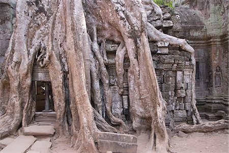 Ta Prohm, Angkor Archäologischer Park, UNESCO Weltkulturerbe, Siem Reap, Kambodscha, Indochina, Südostasien, Asien Stockbilder - Lizenzpflichtiges, Bildnummer: 841-06343851