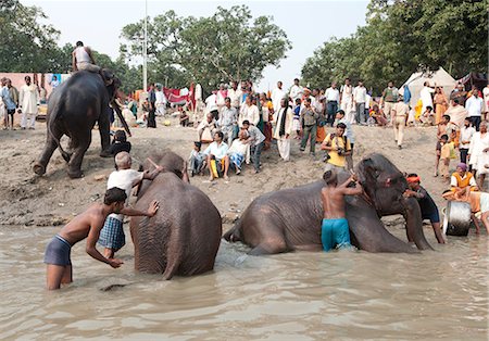 Young men, mahouts, washing tusked elephants in the holy River Ganges in preparation for Sonepur Cattle Fair, Bihar, India, Asia Foto de stock - Con derechos protegidos, Código: 841-06343895