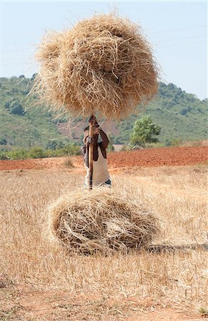simsearch:841-06343908,k - Man loading rice straw onto wooden pole in order to carry it from the field, rural Orissa, India, Asia Foto de stock - Con derechos protegidos, Código: 841-06343921