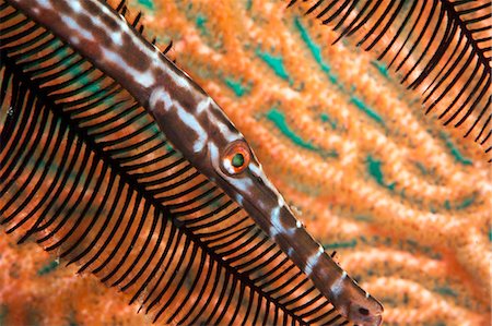 simsearch:841-06444665,k - Trumpetfish (Aulostomidae), Sulawesi, Indonesia, Southeast Asia, Asia Foto de stock - Con derechos protegidos, Código: 841-06444589