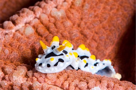 sea slug - Sea slug (Phyllidia varicosa), Sulawesi, Indonesia, Southeast Asia, Asia Stock Photo - Rights-Managed, Code: 841-06444594