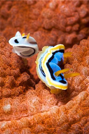 sea slug - Chromodoris dianae and Chromodoris strigata nudibranches, Sulawesi, Indonesia, Southeast Asia, Asia Stock Photo - Rights-Managed, Code: 841-06444595