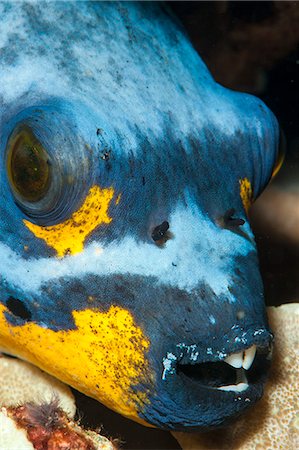 Black spotted pufferfish (Arothron nigropunctatus), Sulawesi, Indonesia, Southeast Asia, Asia Stock Photo - Rights-Managed, Code: 841-06444598