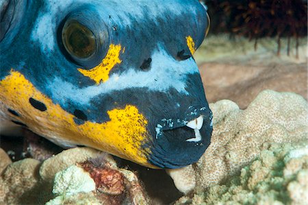 simsearch:841-06444695,k - Black spotted pufferfish (Arothron nigropunctatus), Sulawesi, Indonesia, Southeast Asia, Asia Stock Photo - Rights-Managed, Code: 841-06444599