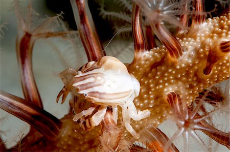 sulawesi - Squat lobster (Galathea sp.), Sulawesi, Indonesia, Southeast Asia, Asia Stock Photo - Rights-Managed, Code: 841-06444606