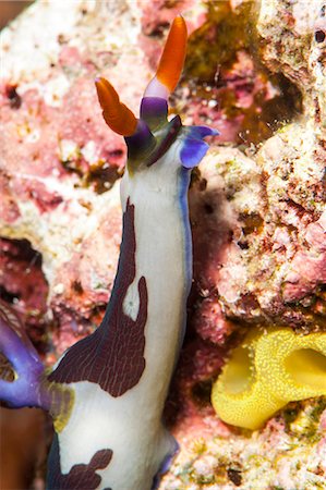 sea slug - Nudibranch (Nembrotha purpureolineata), Sulawesi, Indonesia, Southeast Asia, Asia Stock Photo - Rights-Managed, Code: 841-06444600