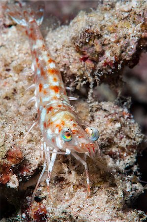 simsearch:841-06340947,k - Faxon's shrimp (Solenocera faxoni), Sulawesi, Indonesia, Southeast Asia, Asia Stock Photo - Rights-Managed, Code: 841-06444615